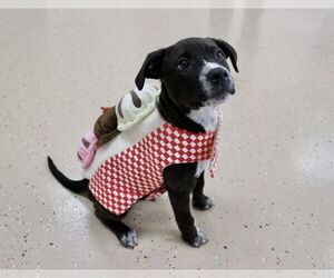 Mutt Dogs for adoption in Mundelein, IL, USA