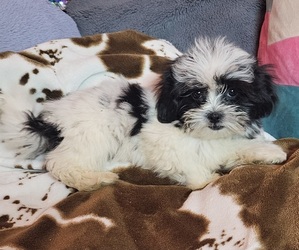 Shorkie Tzu Puppy for sale in WALSH, IL, USA