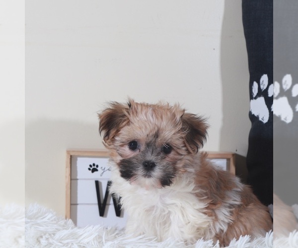 Medium Photo #1 Havanese Puppy For Sale in MOUNT VERNON, OH, USA