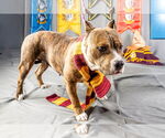 Small #3 American Pit Bull Terrier Mix