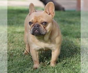 Mother of the French Bulldog puppies born on 01/01/2024