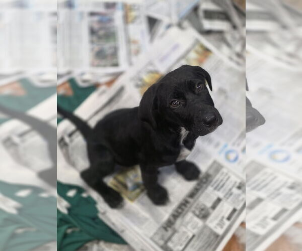 Medium Photo #2 Labrador Retriever-Unknown Mix Puppy For Sale in SHERBURNE, NY, USA