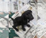 Small #1 Labrador Retriever Mix