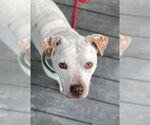 Small #17 American Bulldog Mix