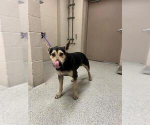 German Shepherd Dog-Unknown Mix Dogs for adoption in Conroe, TX, USA