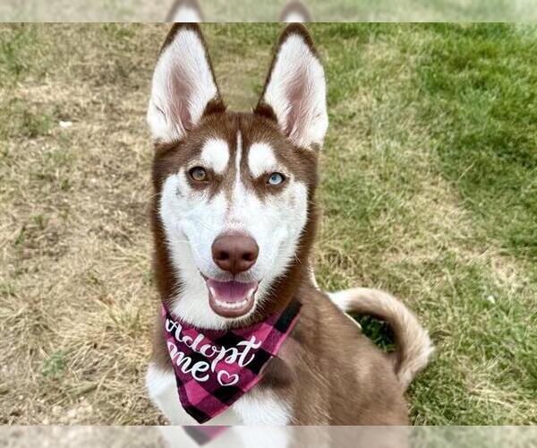 Medium Photo #1 Siberian Husky Puppy For Sale in Pueblo, CO, USA