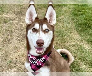 Medium Siberian Husky