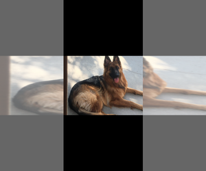 Mother of the German Shepherd Dog puppies born on 01/30/2025