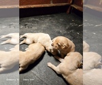 Small #2 Golden Retriever