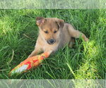 Small #1 Australian Kelpie-Golden Retriever Mix