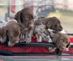 Small Photo #1 German Shorthaired Pointer Puppy For Sale in DUNN, NC, USA