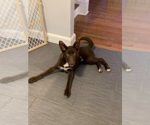 Medium Photo #9 Labrador Retriever-Unknown Mix Puppy For Sale in New York, NY, USA