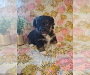 Pembroke Welsh Corgi-Poodle (Miniature) Mix Puppy for sale in LEBANON, MO, USA