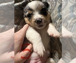 Small #3 Pembroke Welsh Corgi