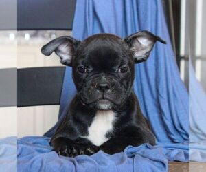 Faux Frenchbo Bulldog Puppy for sale in MORGANTOWN, PA, USA