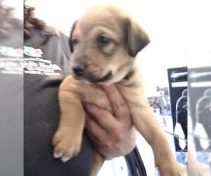 German Shepherd Dog-Unknown Mix Dogs for adoption in Houston, TX, USA