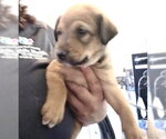 Small German Shepherd Dog Mix
