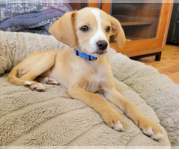 Medium Photo #2 Chihuahua Puppy For Sale in Corona, CA, USA