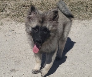 Keeshond Puppy for sale in SEGUIN, TX, USA