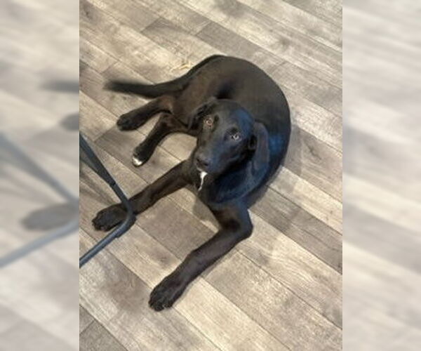 Medium Photo #5 Labrador Retriever-Unknown Mix Puppy For Sale in Dana Point, CA, USA