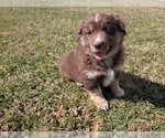 Small #3 Miniature Australian Shepherd
