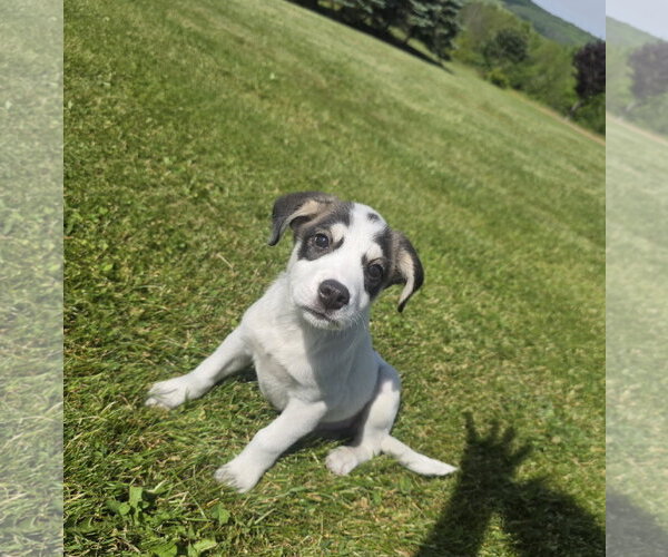 Medium Photo #5 Aussiedor Puppy For Sale in SHERBURNE, NY, USA