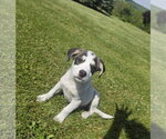 Small Photo #5 Aussiedor Puppy For Sale in SHERBURNE, NY, USA