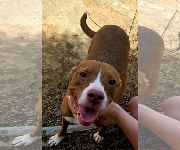 Medium Photo #3 Mutt Puppy For Sale in Jackson, MS, USA