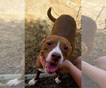 Small #2 Mutt