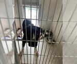 Small American Pit Bull Terrier