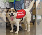 Small #6 Australian Shepherd Mix