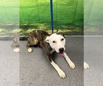 Small American Pit Bull Terrier Mix