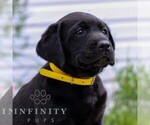Small #2 Labrador Retriever