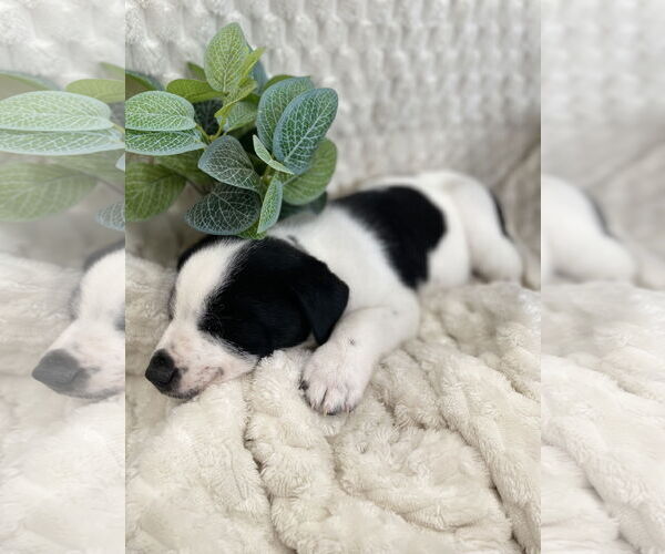 Medium Photo #6 Australian Shepherd-Unknown Mix Puppy For Sale in Hillsboro, MO, USA