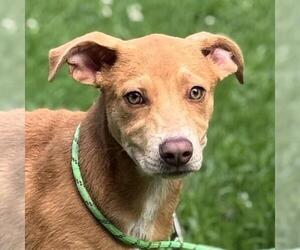 Chocolate Labrador retriever-Unknown Mix Dogs for adoption in Yardley, PA, USA
