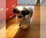Small #8 Hava-Apso