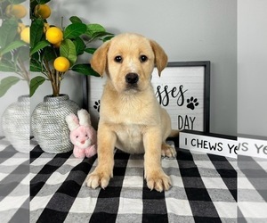 Labrador Retriever Puppy for sale in FRANKLIN, IN, USA