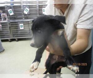 American Pit Bull Terrier Dogs for adoption in Oklahoma City, OK, USA