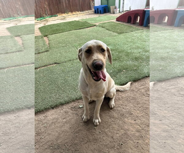 Medium Photo #2 Labrador Retriever-Unknown Mix Puppy For Sale in San Diego, CA, USA