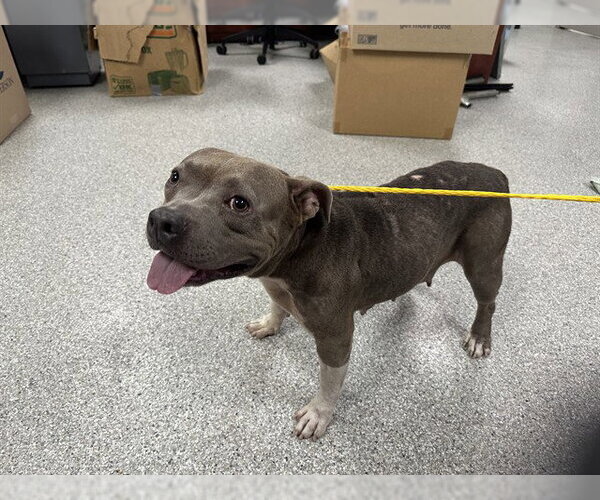 Medium Photo #1 Staffordshire Bull Terrier-Unknown Mix Puppy For Sale in Pasadena, TX, USA