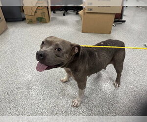 Staffordshire Bull Terrier-Unknown Mix Dogs for adoption in Pasadena, TX, USA