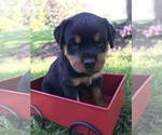 Small Photo #2 Rottweiler Puppy For Sale in GOSHEN, IN, USA