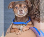 Small #3 Chihuahua