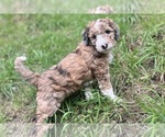 Small Photo #11 Aussiedoodle Puppy For Sale in OAK HARBOR, WA, USA