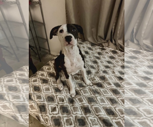 Medium Photo #1 Bullboxer Pit Puppy For Sale in Sanford, FL, USA