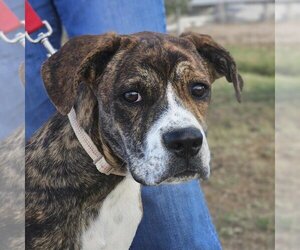 Boxer-Unknown Mix Dogs for adoption in Vail, AZ, USA