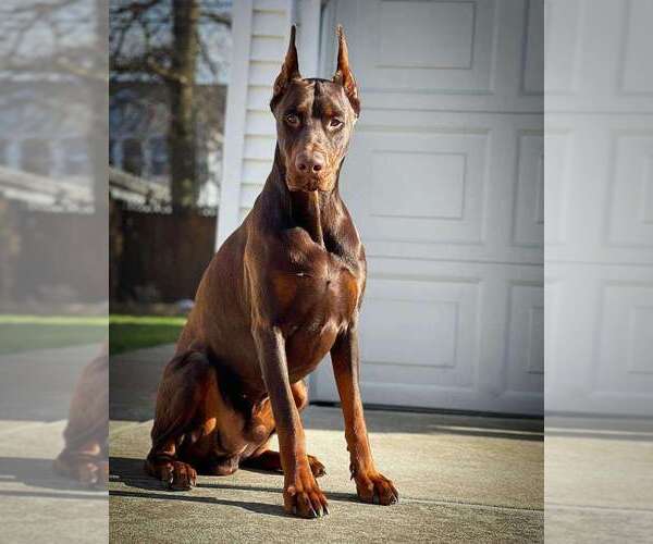 Medium Photo #106 Doberman Pinscher Puppy For Sale in FORT LAUDERDALE, FL, USA