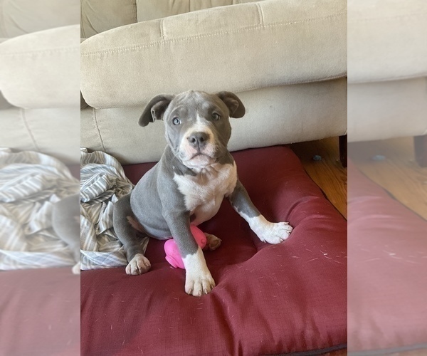 Medium Photo #25 American Bully Puppy For Sale in LUBBOCK, TX, USA
