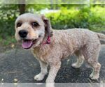 Small #4 Cockapoo