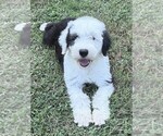 Small #3 Old English Sheepdog